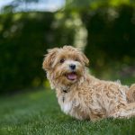 Dog Poop Pickup in Flat Rock Michigan