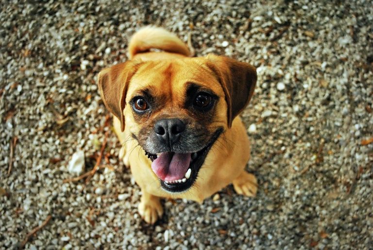 Dog Poop Pickup in Flat Rock Michigan